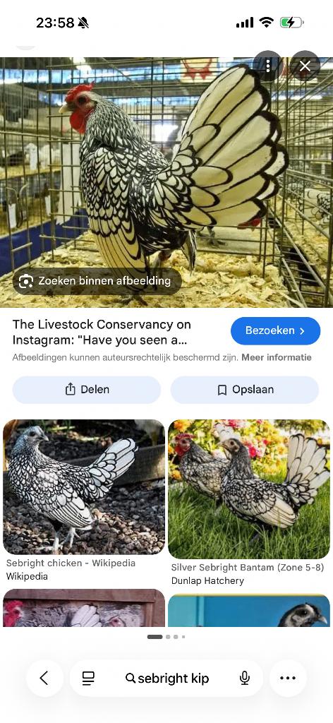 Gezocht: sebright kippen, Dieren en Toebehoren, Pluimvee