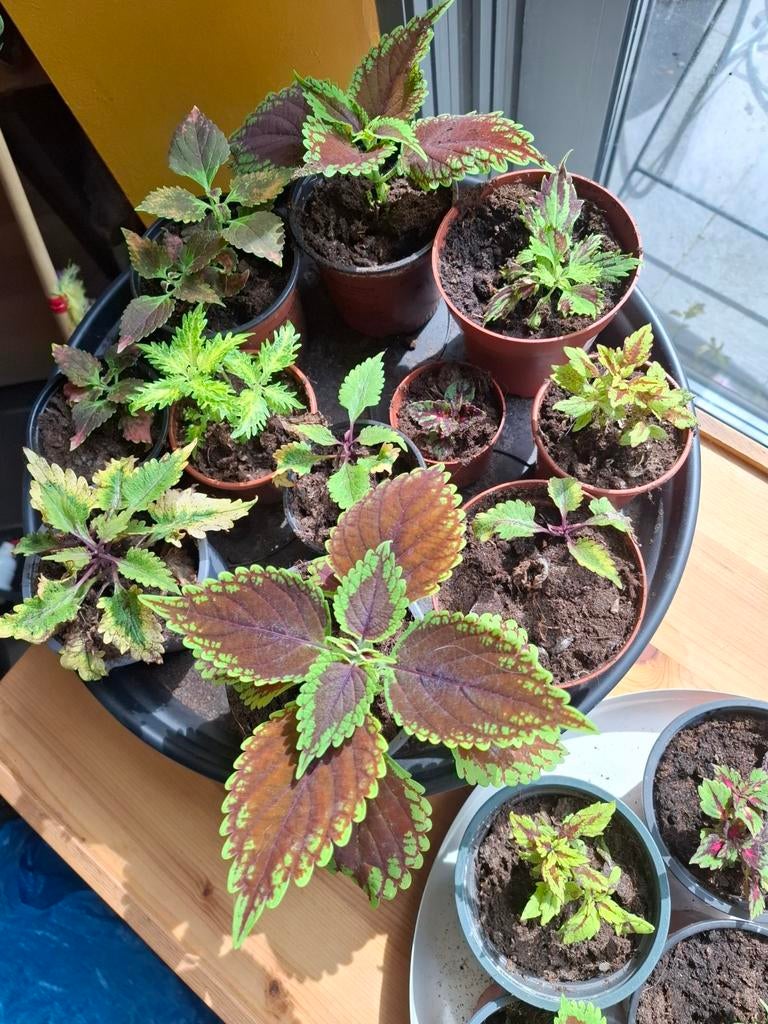 Coleus siernetel, Enlèvement, Autres espèces, Ombre partielle, Moins de 100 cm