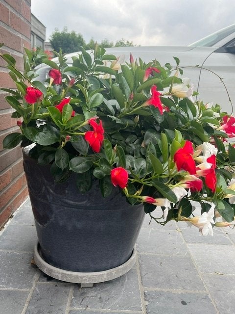 Bloempotten, Tuin en Terras, Gebruikt, Rond, Tuin, Terracotta