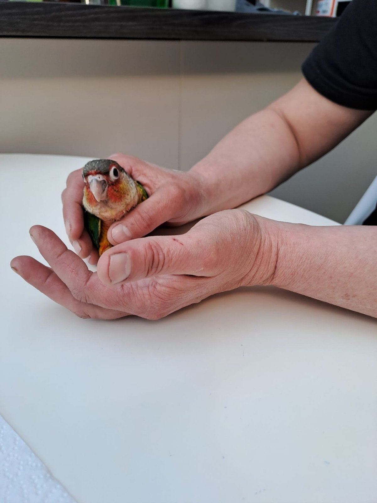 Conure de Molinae, Dieren en Toebehoren, Geslacht onbekend, Dwergpapegaai of Agapornis, Tam