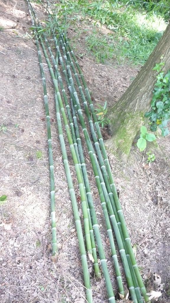 dikke bamboe stokken, Tuin en Terras, Palen, Balken en Planken, Ophalen