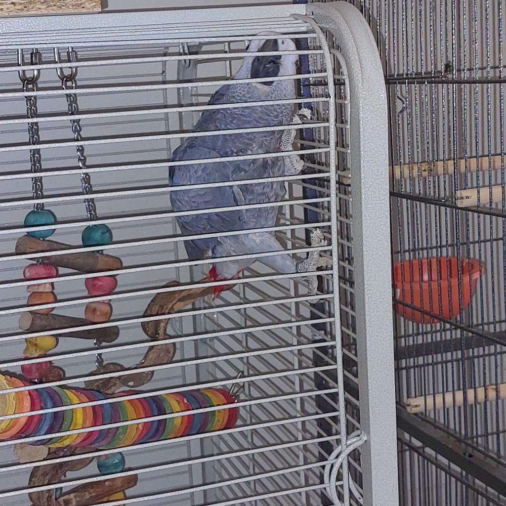 Te koop grijze roodstaart papegaai, Dieren en Toebehoren, Papegaai, Tam