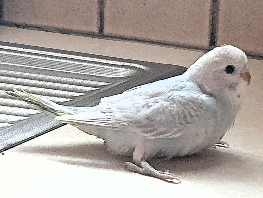 jonge parkiet, Parkiet