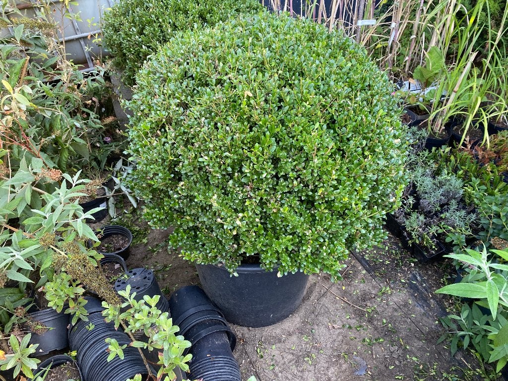 Boule en forme de globe Ilex crenata Luxus, Enlèvement, Arbuste