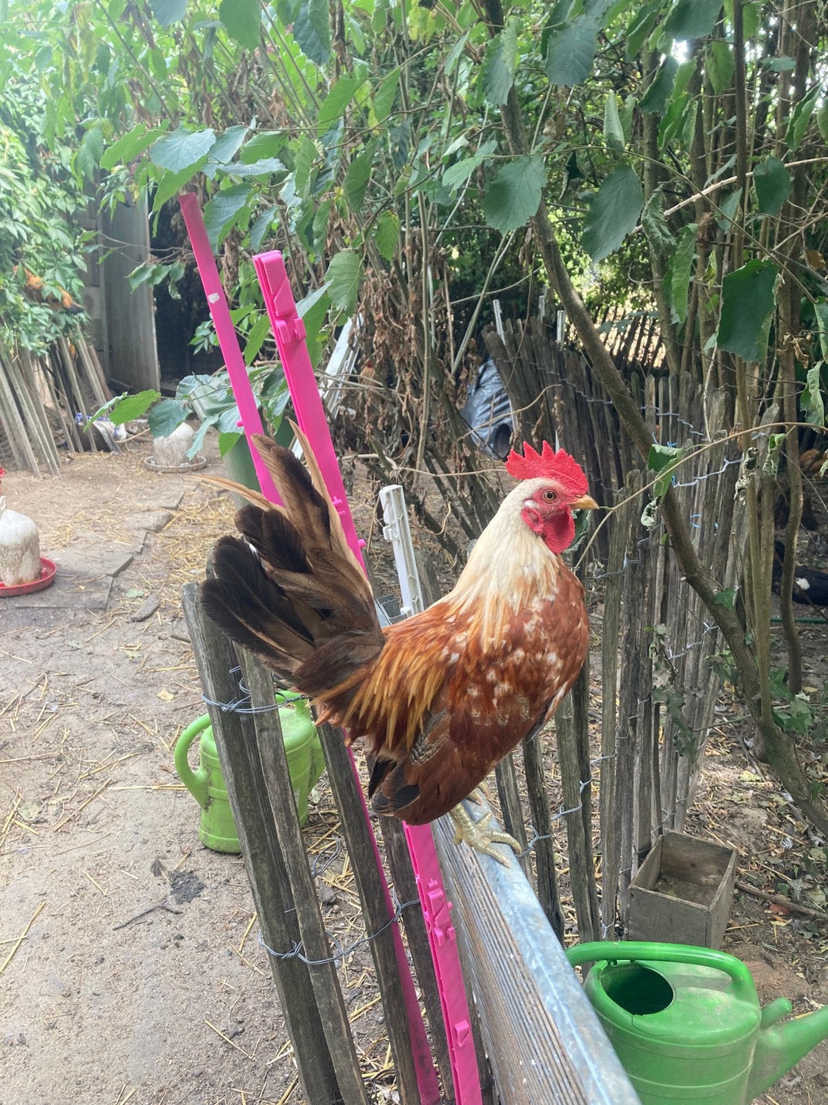 bonte Serama haantjes, krulveren, Dieren en Toebehoren