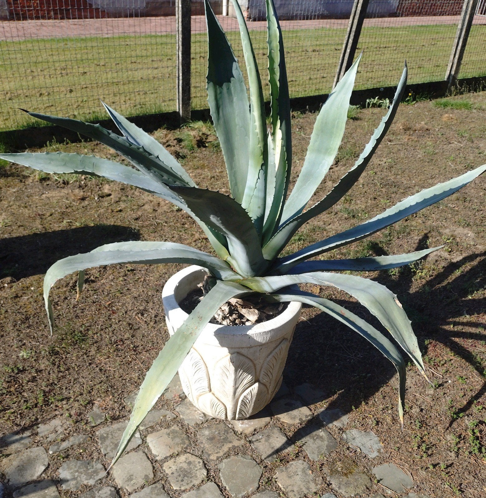 Aloe vera, Jardin & Terrasse, Plantes | Jardin, Plante fixe, Enlèvement