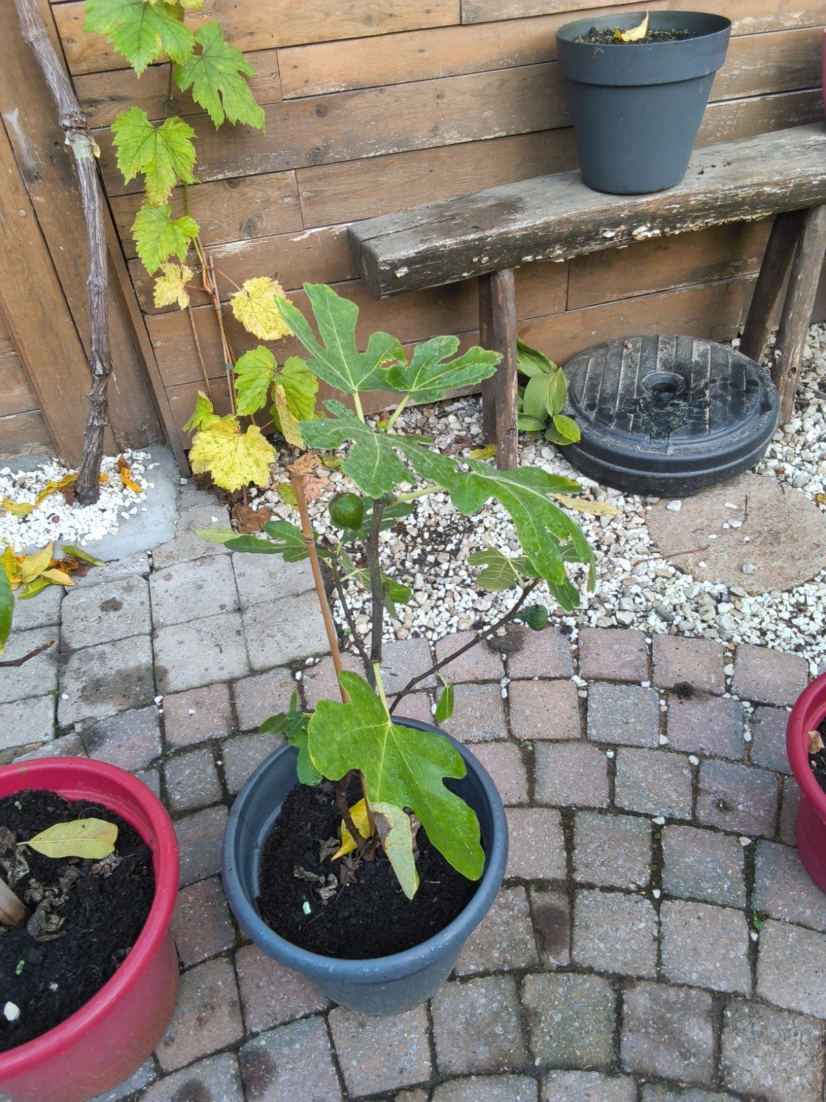 figuiers, Jardin & Terrasse, Enlèvement