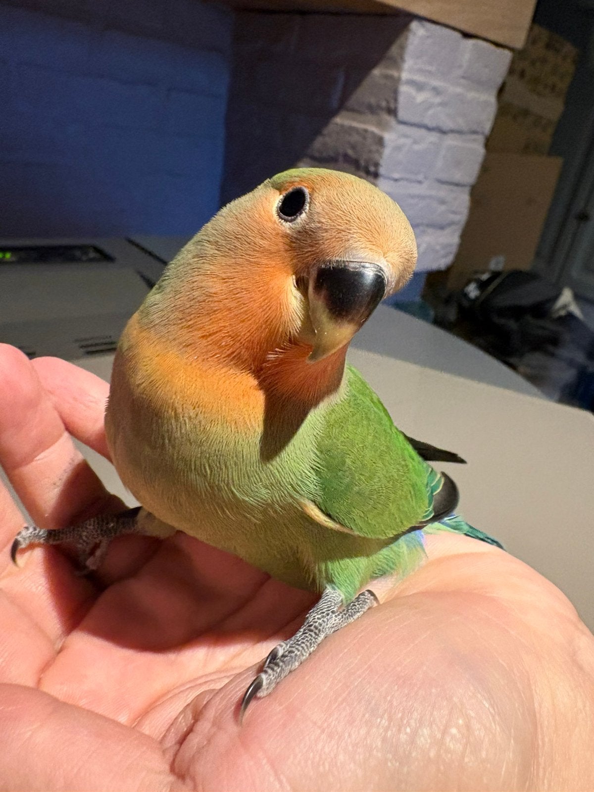 Handtamme dwergpapegaai, Dieren en Toebehoren, Mannelijk, Dwergpapegaai of Agapornis, Tam