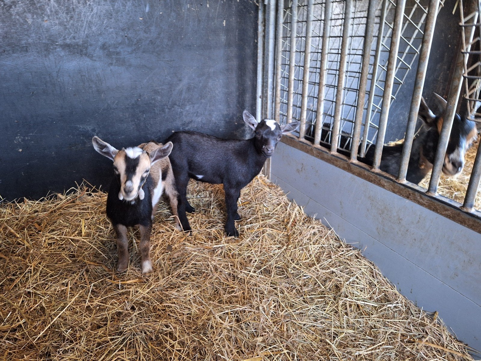 Agneaux de chèvre nains