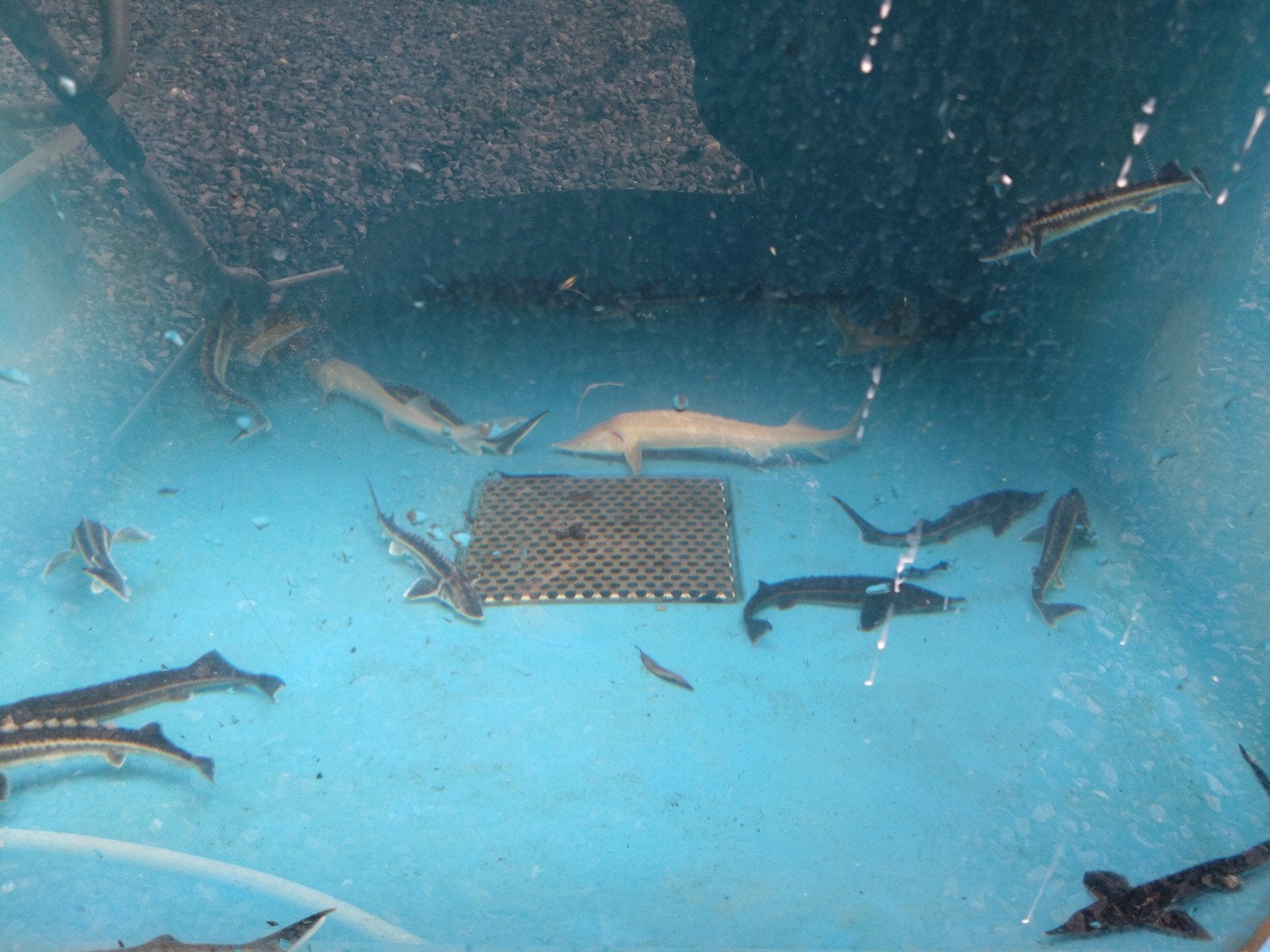 Steur: diamant, albino, sterlet, stellatus, enz.