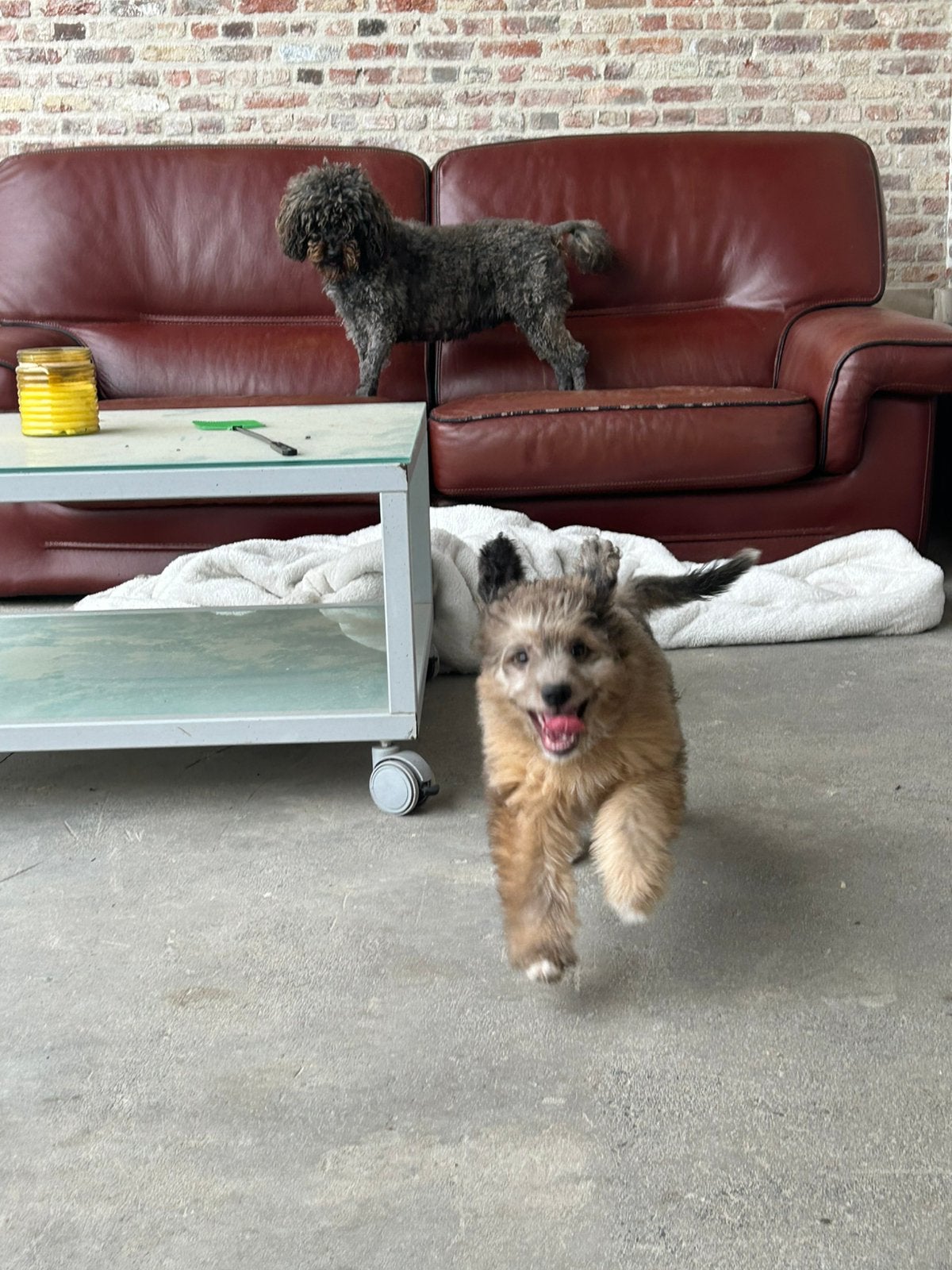 Mini Aussiedoodle reu, Dieren en Toebehoren, België, Reu, 8 tot 15 weken, Parvo
