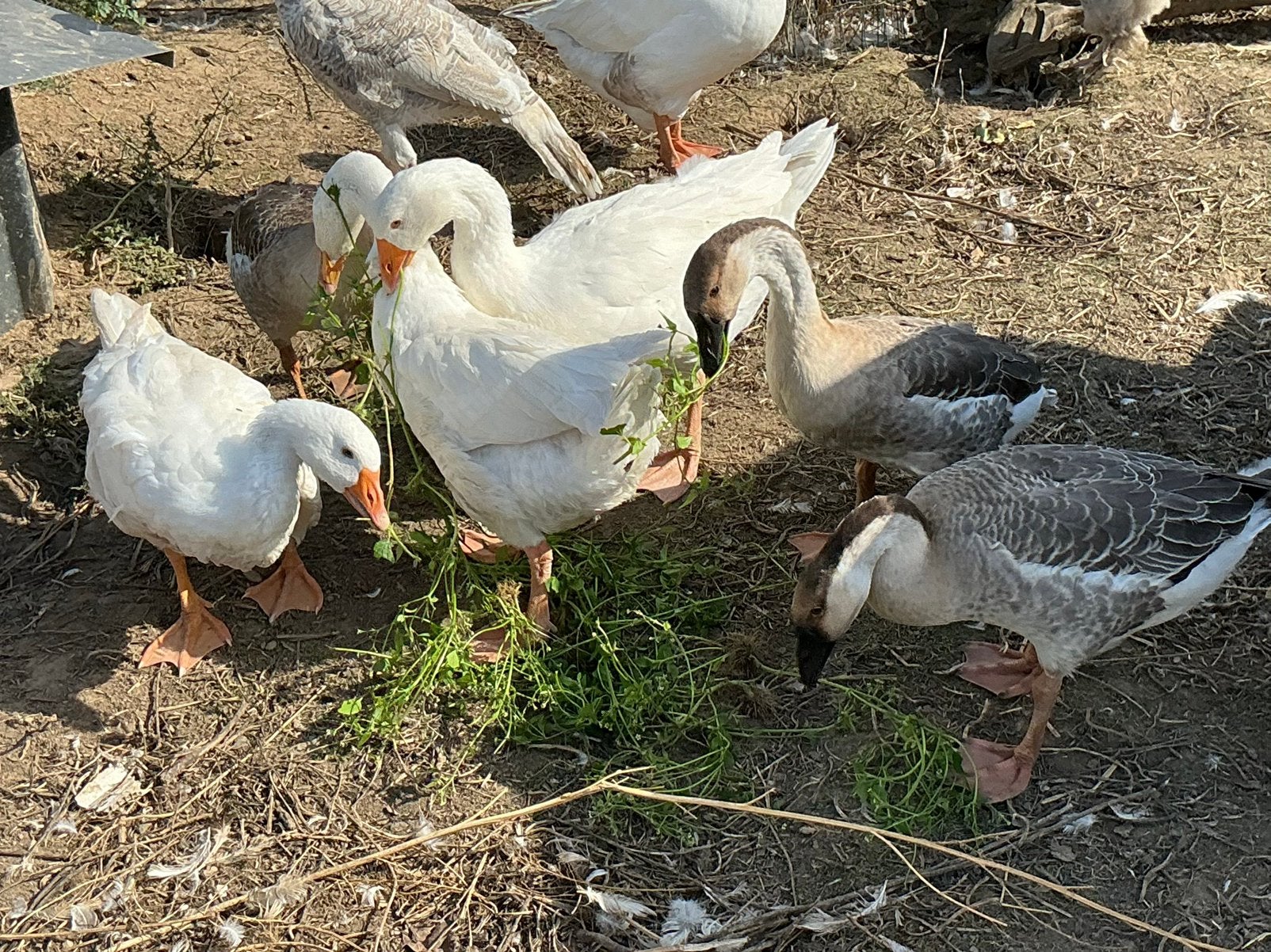 Ganzen, Animaux & Accessoires, Volatiles, Plusieurs animaux, Oie ou Cygne