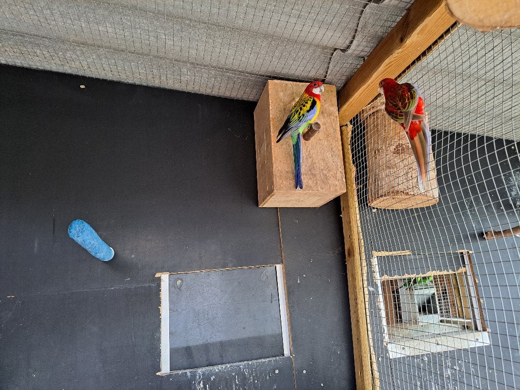 Koppel rosella, Dieren en Toebehoren