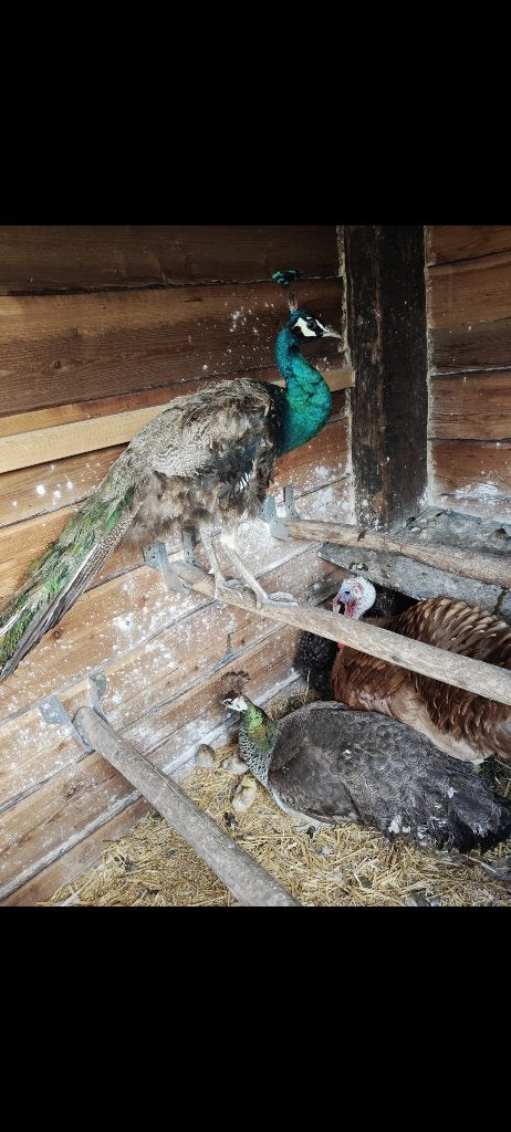 Java/blauwe pauw man, Dieren en Toebehoren