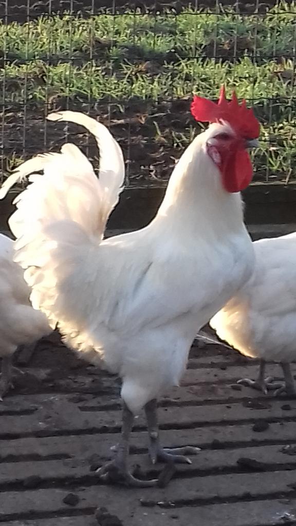 Haan Poule de Bresse, Dieren en Toebehoren, Pluimvee