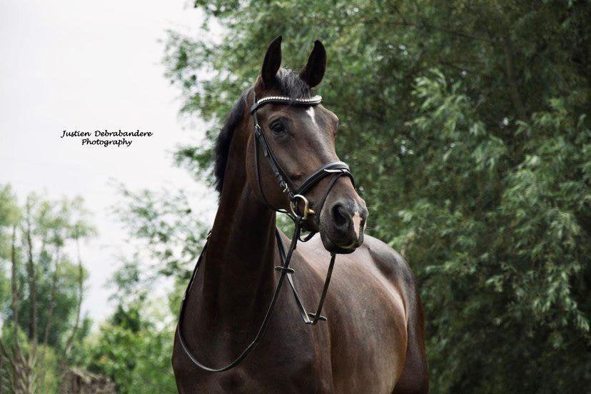 Allround paard, Animaux & Accessoires