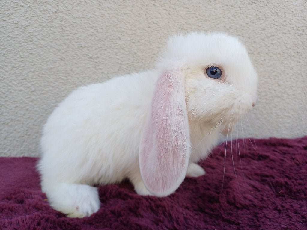 Knappe witte franse hangoor ram, Dieren en Toebehoren, Mannelijk, Groot, Hangoor, 0 tot 2 jaar