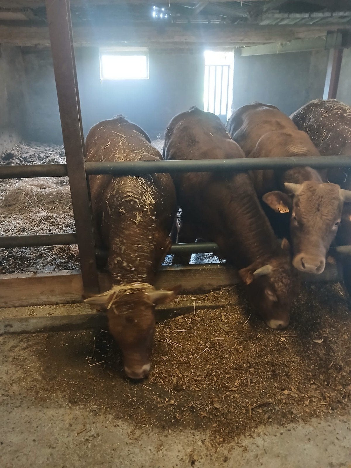 limousin stier, Dieren en Toebehoren