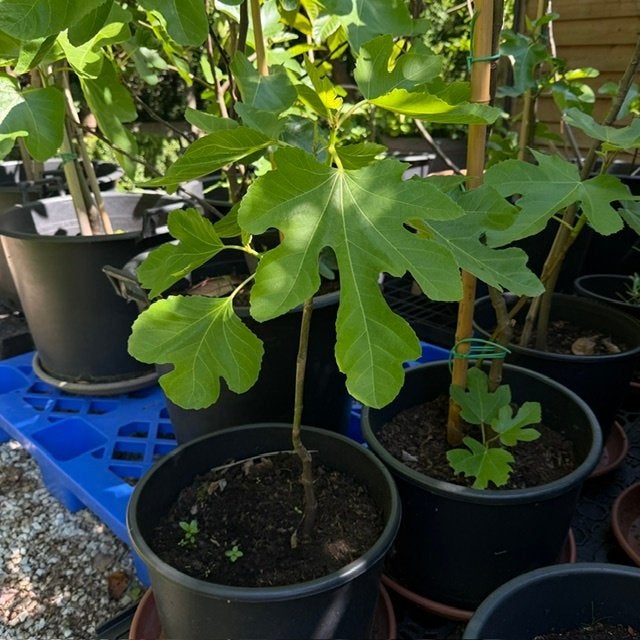 vijgebomen in pot, Ophalen, In pot