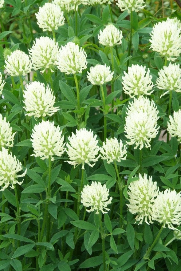 6 x triofolium  white  tiara  in  POT, Tuin en Terras, Ophalen, Vaste plant
