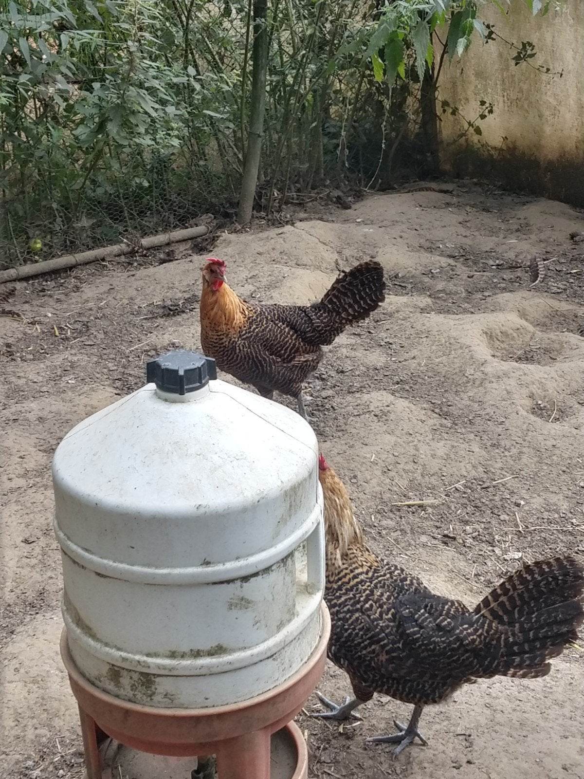 kweektoom goudbrakels te koop, Dieren en Toebehoren, Pluimvee, Meerdere dieren, Kip
