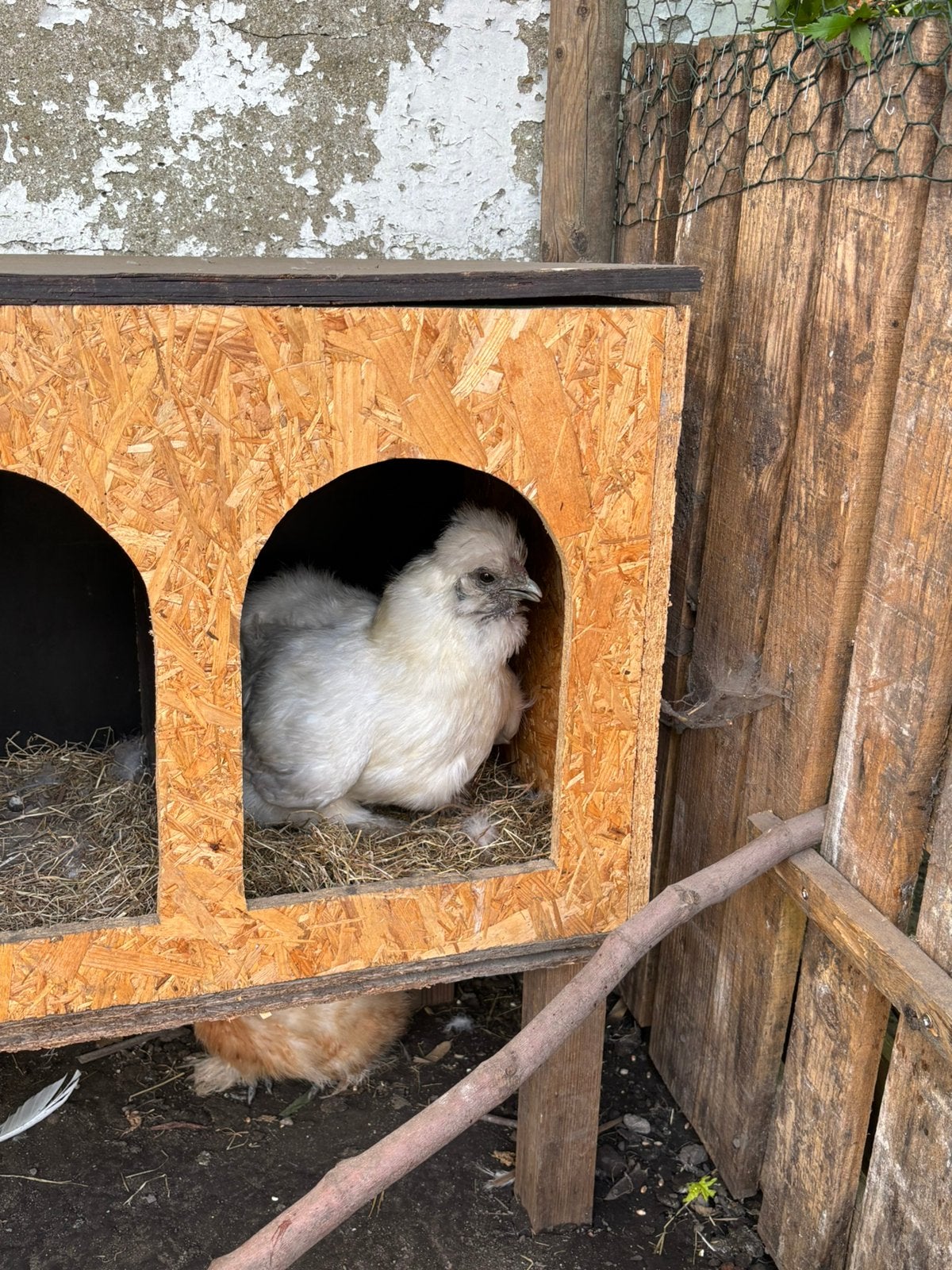 Poulets