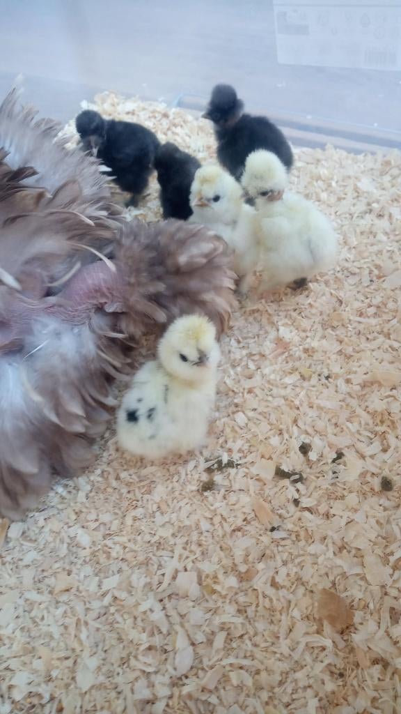 Broedeieren Zijdehoen of kuikentjes, Dieren en Toebehoren, Pluimvee