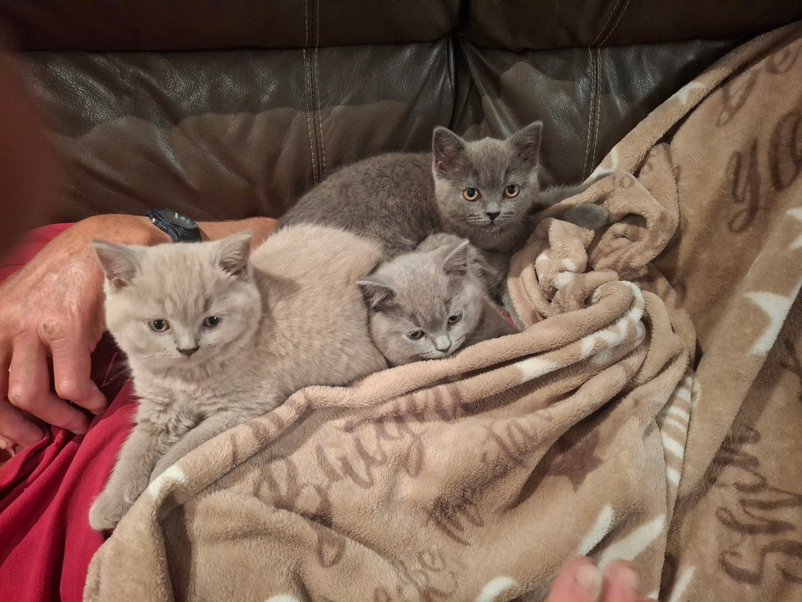 Brits korthaar kittens, Kater, Gechipt, 0 tot 2 jaar