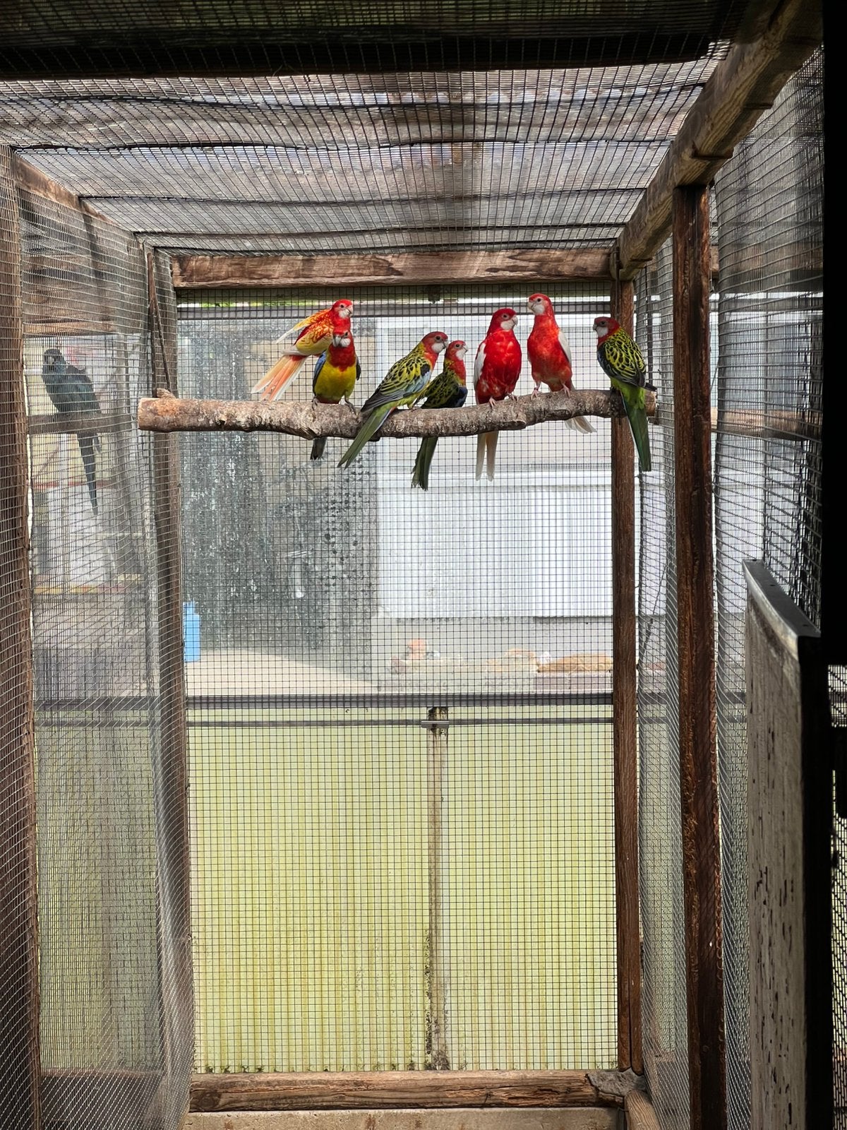 Kweekkoppels Rosella Parkieten + jongen, Dieren en Toebehoren, Meerdere dieren, Parkiet, Geringd