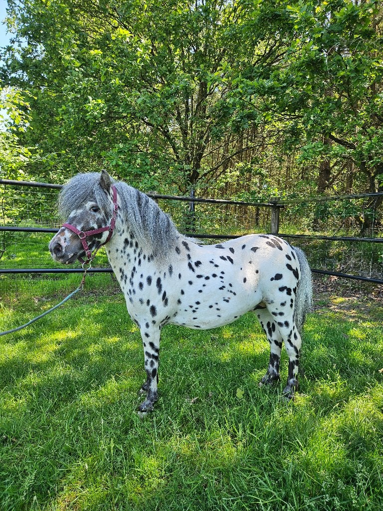 5-jarige appaloosa dekhengst met stamboom, Dieren en Toebehoren, Pony's, Met stamboom, Niet van toepassing, Hengst, A pony (tot 1.17m)
