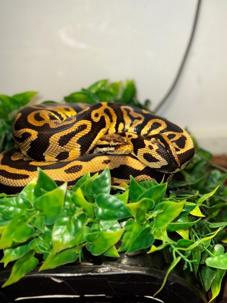 Twee konings Python’s, Animaux & Accessoires, Reptiles & Amphibiens, Serpent, Avec terrarium, 3 à 6 ans