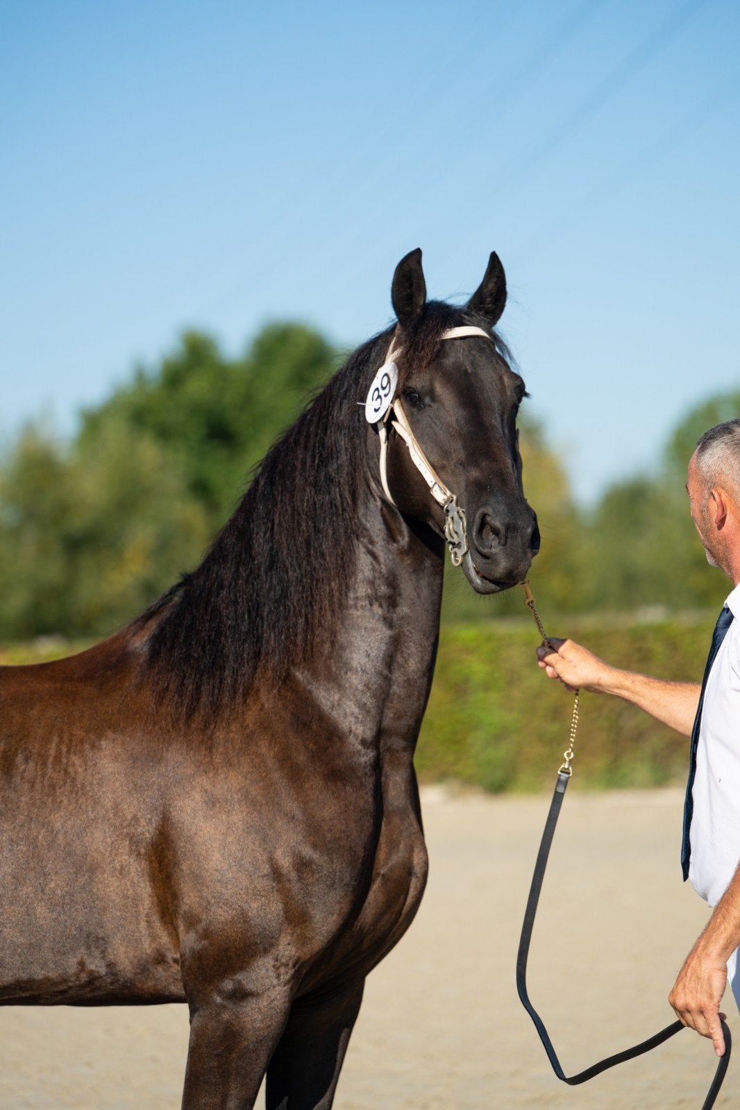 Friese merrie, Animaux & Accessoires, Chevaux
