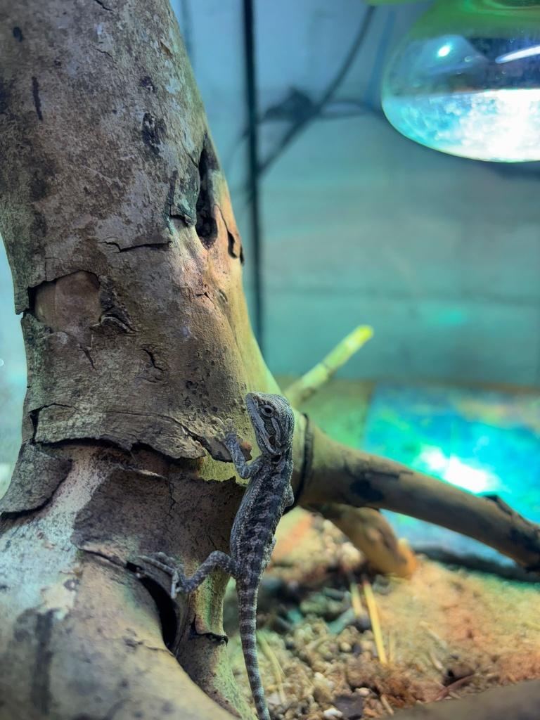 pogona, Dieren en Toebehoren, Reptielen en Amfibieën, Hagedis, 0 tot 2 jaar, Tam