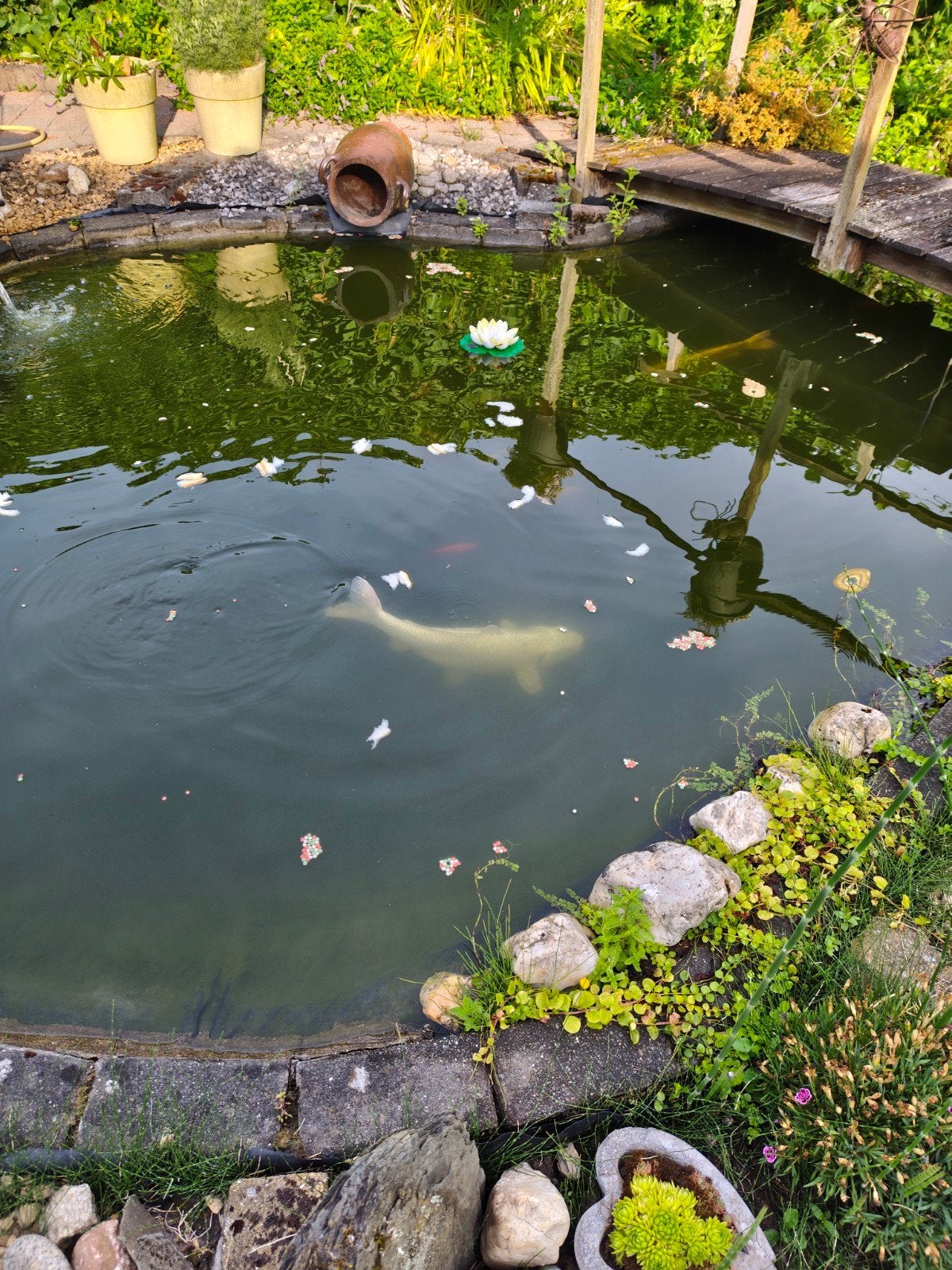 koi's, Jardin & Terrasse, Étangs, Enlèvement