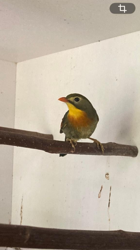 Japanse nachtegaal, Dieren en Toebehoren
