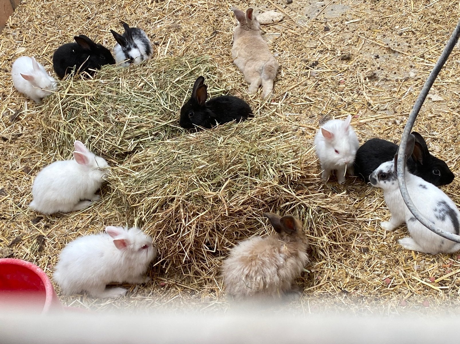 Mini konijntje, Dieren en Toebehoren, Tam