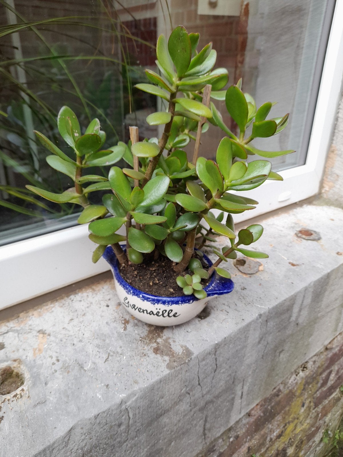 Succulentes "Arbre de Jade" porte - bonheur, Plante succulente, En pot, Enlèvement ou Envoi, Moins de 100 cm