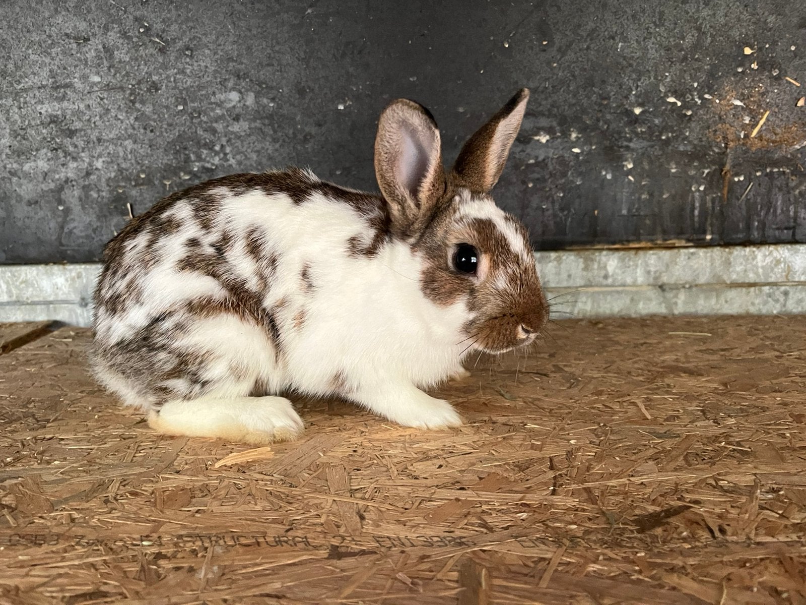 Leuke nederlandse dwergkonijnen, Dieren en Toebehoren, Meerdere dieren, Klein, 0 tot 2 jaar