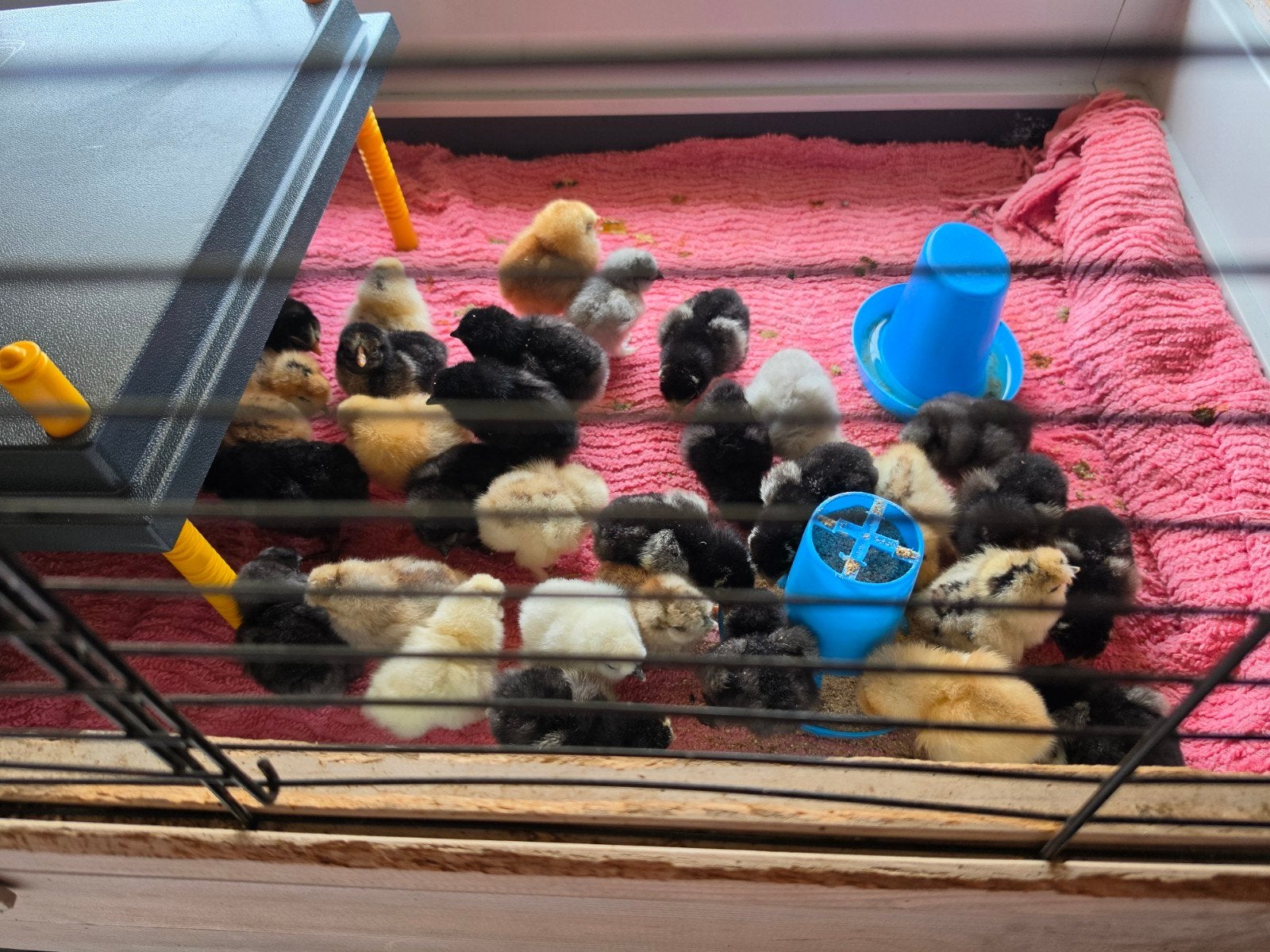 Kuikentjes, Dieren en Toebehoren