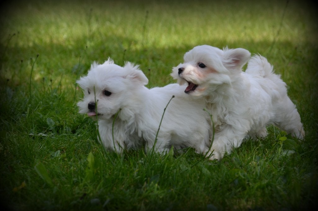 Maltezer pups, Parvo, België, Maltezer, 8 tot 15 weken