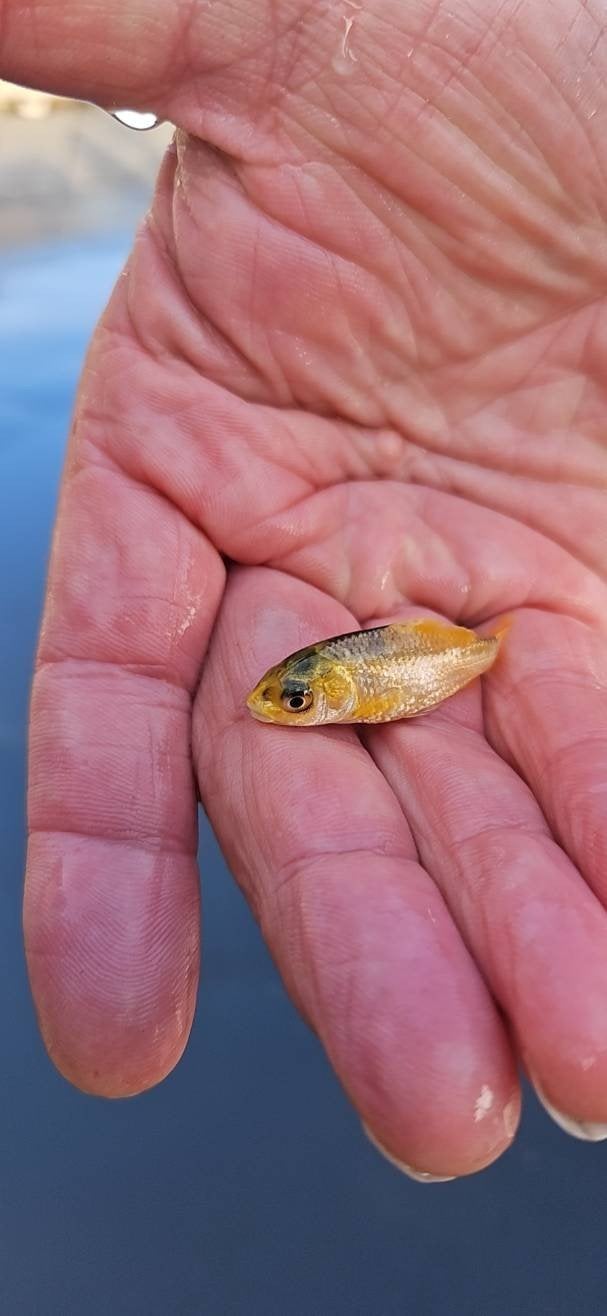 Japanse rijstvis of Medaka genoemd. Ook Goudvissen, Dieren en Toebehoren, Overige soorten