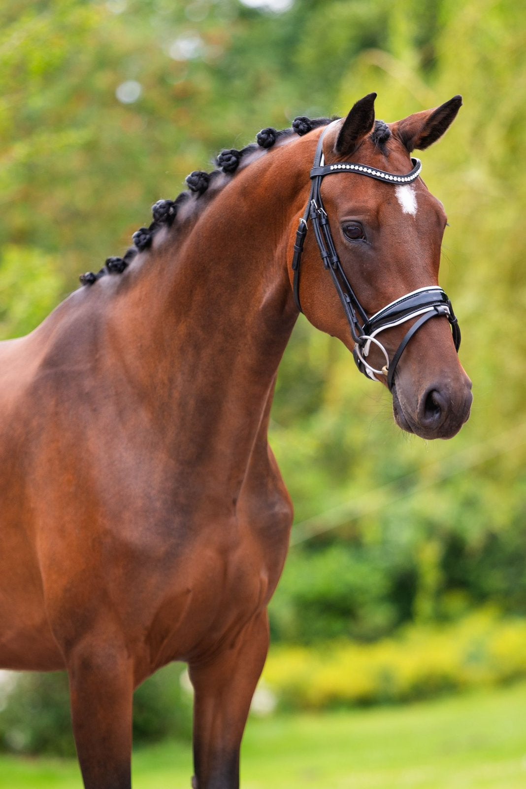 7-jarige sport - en fokmerrie Valverde x Hotline, Cheval de dressage, Avec pedigree, L, 160 à 165 cm