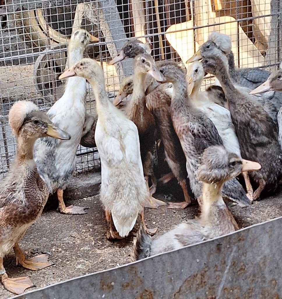 €€jonge volwassen vrouwelijke loopeenden en kuifeenden  8€, Dieren en Toebehoren, April, Vrouwelijk