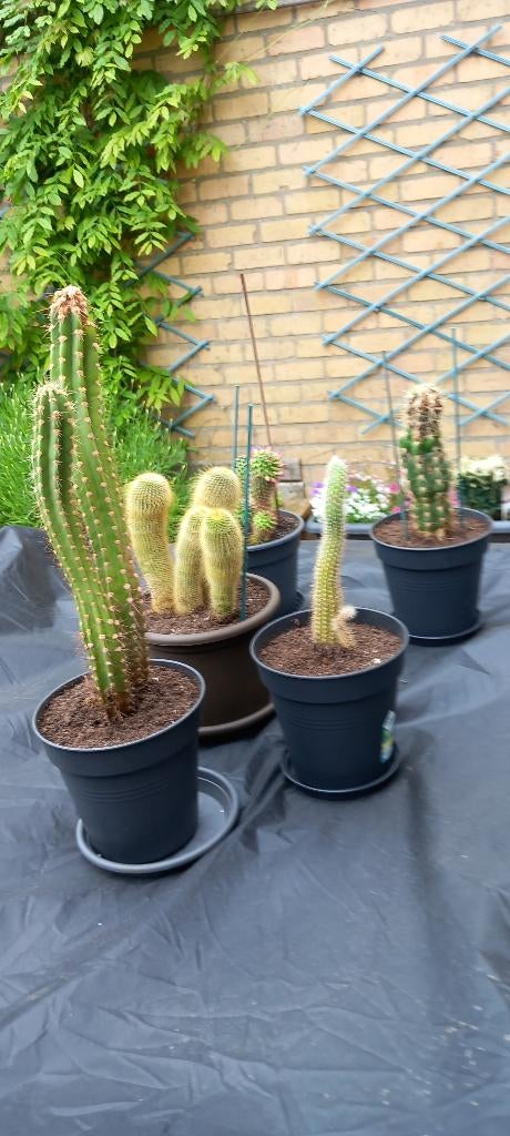 les cactus cherchent une nouvelle maison;), Maison & Meubles, Plantes d'intérieur, Cactus, Moins de 100 cm, Plante à fleurs, Plein soleil