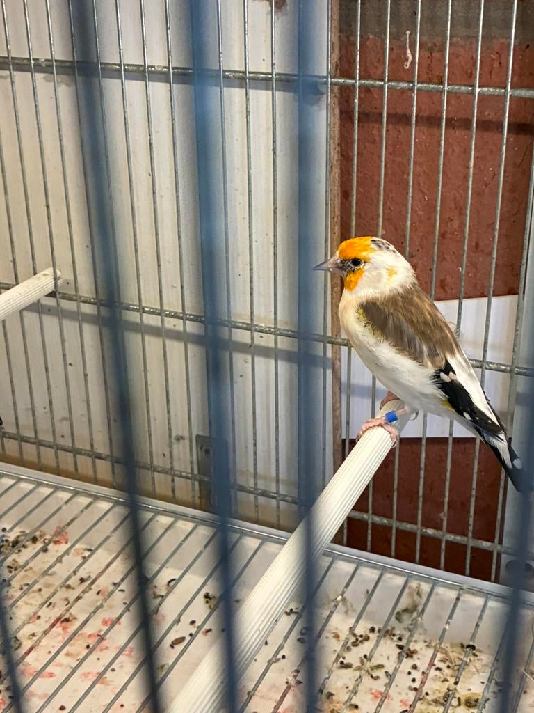 chardonnerets majors couple, Plusieurs animaux