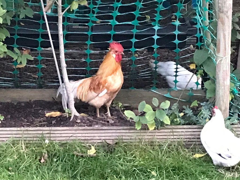 Kriel Sierhaan, Mâle, Poule ou poulet
