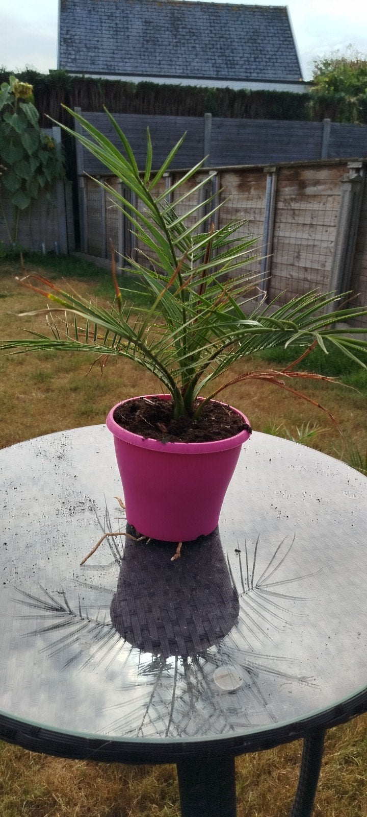 Palmboom Canarische dadelpalm, Tuin en Terras, Ophalen