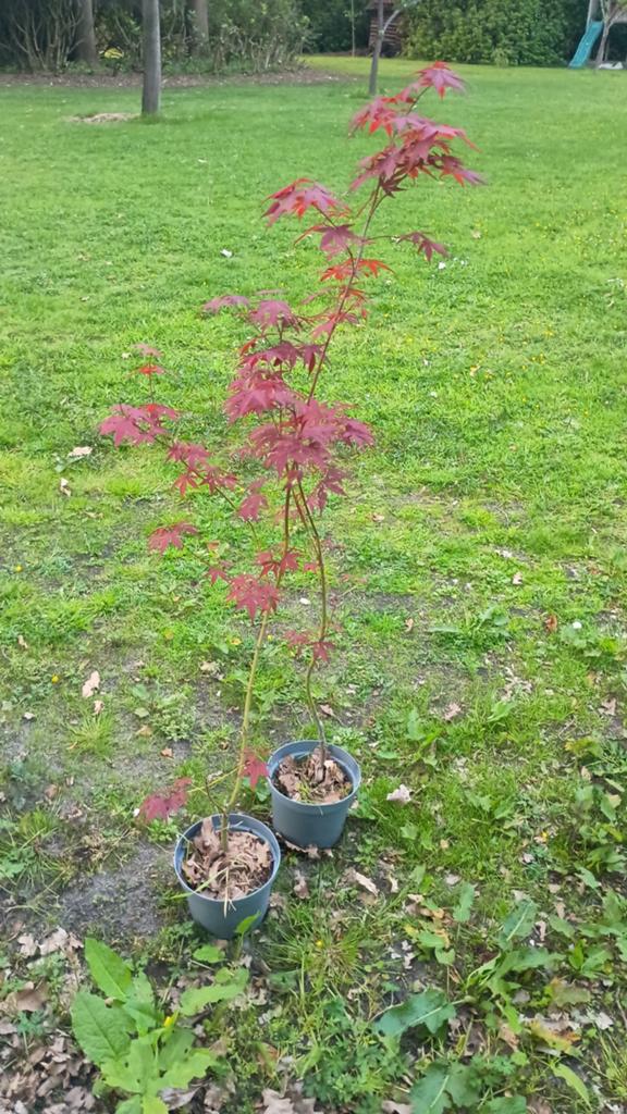 Rode japanse esdoorn in pot, Tuin en Terras, Ophalen, Esdoorn, Struik, 100 tot 250 cm