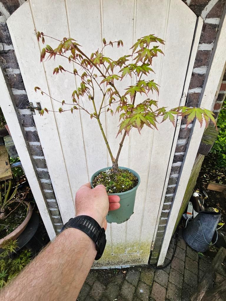 Verschillende mooi gevormde acers , Deshoyo, Sangokaku, palm, Tuin en Terras, Ophalen