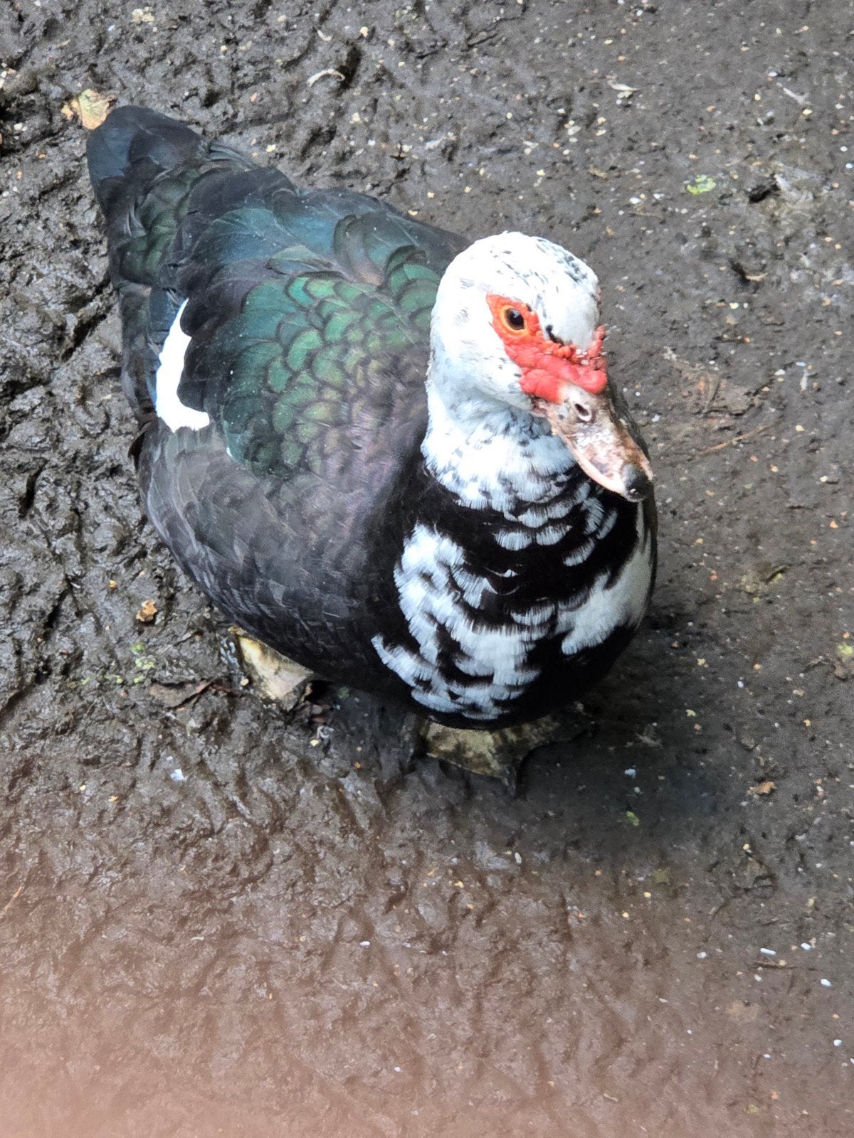 barberie, Canard